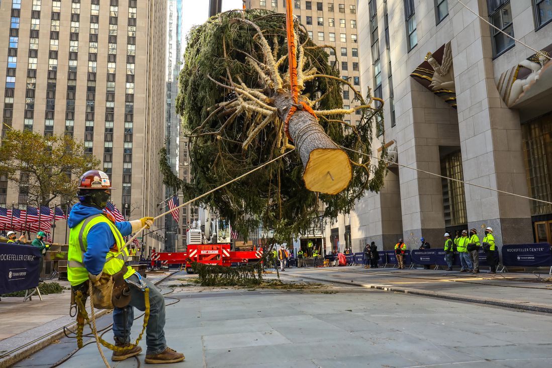 The newly arrived tree being hoisted in Rockefeller Center